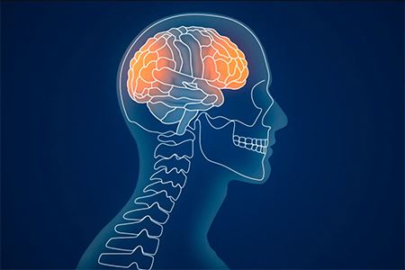 graphic of a person's brain