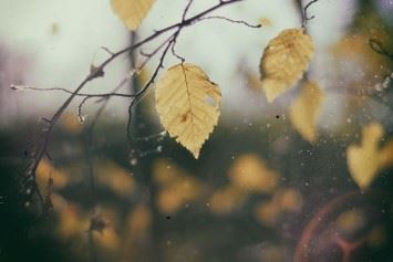 Image of leaves on a tree