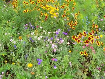 Flowers in a field